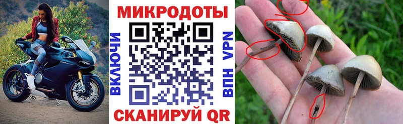 Галлюциногенные грибы Psilocybine cubensis магазин продажи наркотиков Чехов